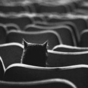 猫王-