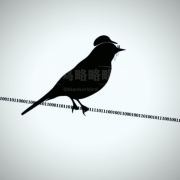 blackorbird
