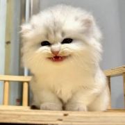 云深嘛鸭糖·