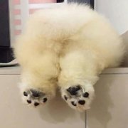 不合格鸡翅