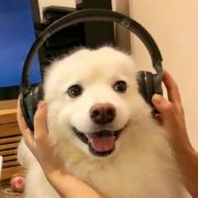 日常耳朵怀孕