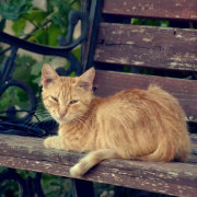 流浪猫的喵喵家
