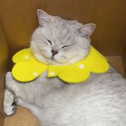 Robinson家的猫