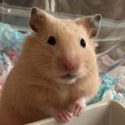 GINO子
