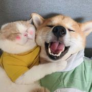 都是猫狗