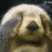 海獭不敲钟