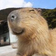 快乐水豚Hapybara
