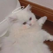 天才麦麸猫猫