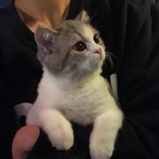 羊仔au